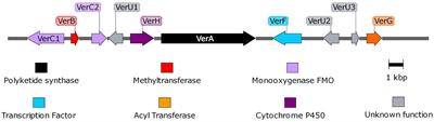 CRISPR-Cas9-Based Discovery of the Verrucosidin Biosynthesis Gene Cluster in Penicillium polonicum